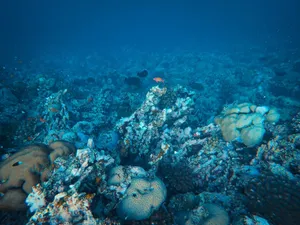 Colorful coral reef teeming with marine life, showcasing natural underwater beauty. jigsaw puzzle