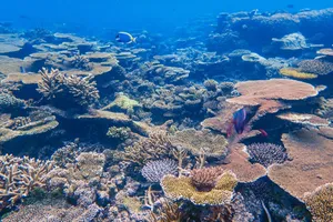 Stunning underwater view of colorful coral reef teeming with diverse marine life. jigsaw puzzle