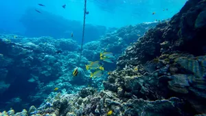 Underwater coral reef scene with colorful fish in a vibrant ocean setting. jigsaw puzzle