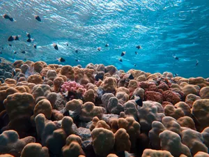 A stunning underwater scene showcasing diverse coral reefs and fish in clear blue waters. jigsaw puzzle