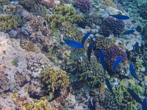 Bright and colorful underwater coral reef teeming with diverse fish life. jigsaw puzzle