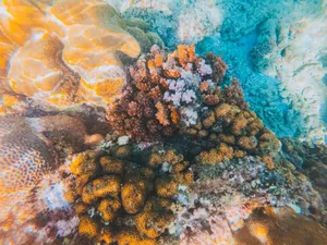Colorful coral colonies thriving underwater, showcasing marine biodiversity and vivid beauty. jigsaw puzzle