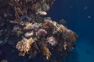 Explore the colorful coral reef underwater in Marsa Alam, Egypt's Red Sea. jigsaw puzzle