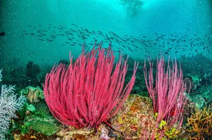 Colorful coral reef scene with marine life in West Papua, Indonesia's underwater world. jigsaw puzzle
