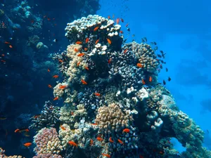 A vivid underwater view of a thriving coral reef with colorful fish swimming. jigsaw puzzle