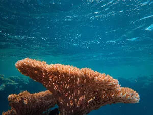 Stunning close-up of coral reef underwater, showcasing marine life's vibrant colors. jigsaw puzzle