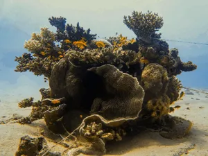 Explore the vibrant marine life and intricate coral structures of a Saudi Arabian coral reef. jigsaw puzzle