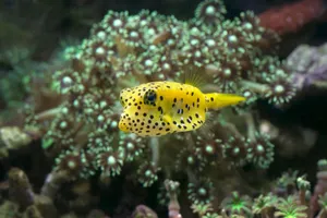 A close-up of a yellow boxfish swimming amongst colorful coral marine life. jigsaw puzzle