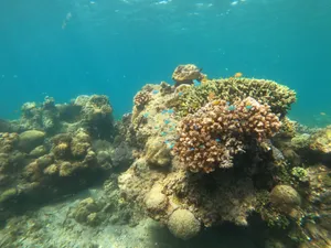 Explore the vibrant coral reefs of San Jose, Philippines, showcasing marine biodiversity. jigsaw puzzle