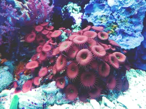 A colorful close-up of exotic coral and marine life in an aquarium. jigsaw puzzle