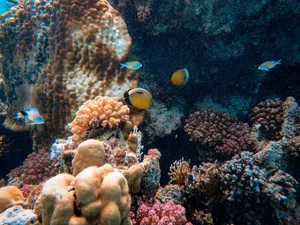 Explore a vibrant underwater coral reef teeming with colorful marine life and tropical fish. jigsaw puzzle