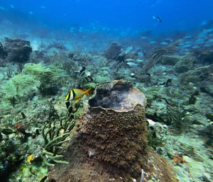 A lively underwater scene showcasing a colorful coral reef habitat filled with diverse marine life. jigsaw puzzle