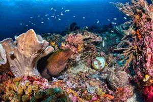 Diverse marine life and colorful coral reef in West Papua's clear waters. jigsaw puzzle