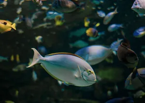 Colorful underwater scene featuring a yellowfin surgeonfish among various tropical fish. jigsaw puzzle