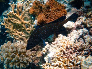 A colorful underwater coral reef with a spotted fish, showcasing vivid marine life. jigsaw puzzle