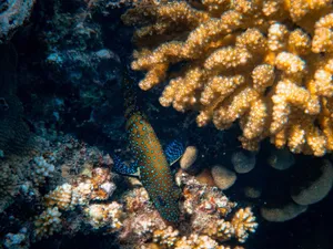 Explore the colorful underwater world with a spotted grouper fish among vibrant corals in the ocean. jigsaw puzzle