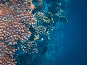 Explore the vibrant coral reefs teeming with diverse marine life in this underwater scene. jigsaw puzzle