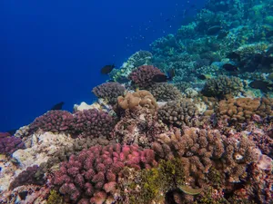 Colorful coral reef teeming with marine life under the clear blue ocean. jigsaw puzzle