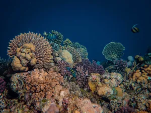 Explore the colorful marine life of a tropical coral reef with various fish and vivid corals. jigsaw puzzle