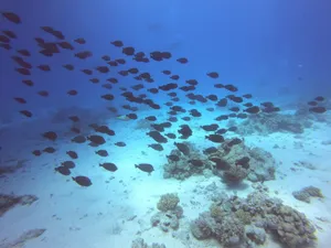 A vibrant school of fish swims through a pristine coral reef, revealing underwater beauty and marine life diversity. jigsaw puzzle