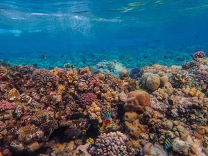Colorful coral reef with diverse marine life in clear blue water. jigsaw puzzle