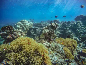 Colorful coral reef teeming with sea life in a clear blue ocean underwater. jigsaw puzzle