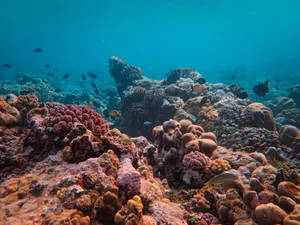 A vibrant underwater scene showcasing coral reefs teeming with diverse marine life. jigsaw puzzle