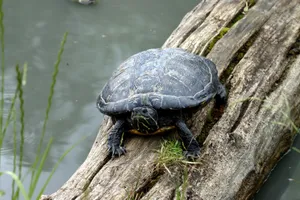 A turtle sunbathes on a log in a tranquil pond setting. jigsaw puzzle