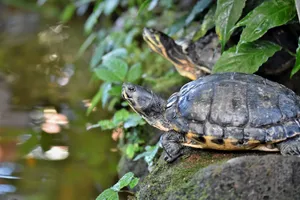 Two turtles resting by a pond surrounded by lush green leaves. jigsaw puzzle
