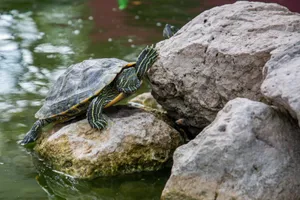 A turtle climbs over rocks near a calm pond in a serene outdoor setting. jigsaw puzzle