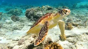 A captivating image of a sea turtle gracefully swimming in a vibrant coral reef underwater. jigsaw puzzle