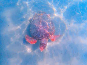 A sea turtle gracefully swimming underwater, showcasing its colorful shell. jigsaw puzzle