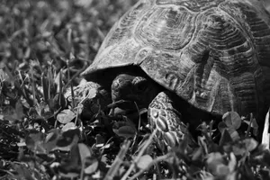 Monochrome close-up of a turtle in grass, highlighting texture and detail. jigsaw puzzle