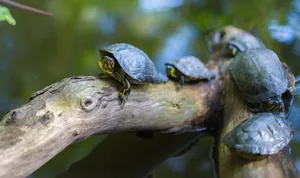 Turtles basking on a branch in a serene outdoor pond setting. jigsaw puzzle