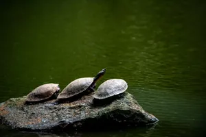 Three turtles rest on a rock surrounded by calm green waters, capturing a tranquil wildlife scene. jigsaw puzzle