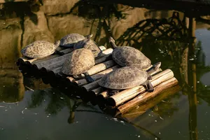 Six turtles basking on a wooden raft in a serene pond with reflections. jigsaw puzzle