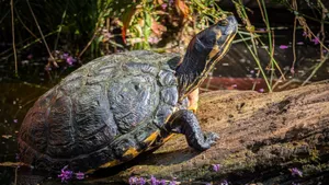 A turtle enjoying sunlight on a log surrounded by water and greenery in Bernburg, Germany. jigsaw puzzle