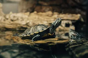 Detailed image of turtles swimming and basking on rocks in a serene water setting. jigsaw puzzle