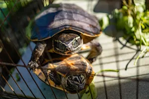 Two turtles resting in a cage, captured with sunlight highlighting their unique shells. jigsaw puzzle