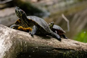Two painted turtles basking on a log in their natural habitat, soaking in sunlight. jigsaw puzzle