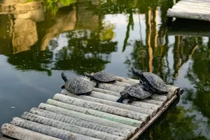 Group of turtles basking on a wooden raft in a serene pond setting. jigsaw puzzle