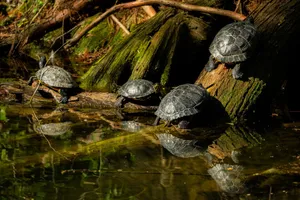 Turtles bask on a fallen tree by a serene woodland stream, reflecting in the water. jigsaw puzzle