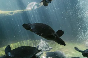 A mesmerizing view of multiple turtles swimming underwater with sunlight filtering through. jigsaw puzzle