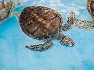 A close-up of a sea turtle gracefully swimming underwater in clear blue water. jigsaw puzzle