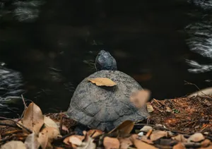 A turtle rests near a body of water in Thailand surrounded by leaves in a serene environment. jigsaw puzzle