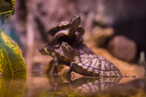Three young turtles resting together with reflections in a tranquil zoo environment. jigsaw puzzle