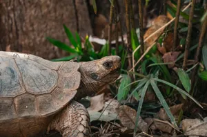 Detailed portrait of a tortoise in its natural habitat in Thailand. Perfect for nature and wildlife enthusiasts. jigsaw puzzle