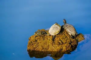 Three turtles basking on a rock in a calm pond in New Territories, Hong Kong. jigsaw puzzle