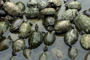 Close-up view of numerous turtles gathered in a water habitat, showcasing natural wildlife. jigsaw puzzle
