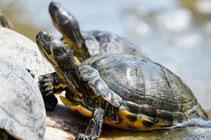 A vibrant close-up image of turtles sunbathing on a rock in natural habitat. jigsaw puzzle